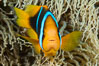 Bluestripe clownfish, Amphiprion chrysopterus, Fiji. Image #34775