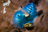 Spiral-gilled tubeworm, Christmas tree worm, Blue Christmas Tree Worm Spirobranchus giganteus, Fiji. Image #34777