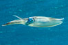 Bigfin reef squid, sepioteuthis lessoniana, Fiji. Image #34778