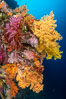 Colorful Chironephthya soft coral coloniea in Fiji, hanging off wall, resembling sea fans or gorgonians. Vatu I Ra Passage, Bligh Waters, Viti Levu Island. Image #34781