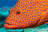 Coral Hind, Cephalopholis miniata, also known as Coral Trout and Coral Grouper, Fiji. Namena Marine Reserve, Namena Island. Image #34787