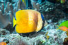 Kleins Butterflyfish, Chaetodon kleinii, Fiji. Namena Marine Reserve, Namena Island. Image #34842