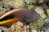 Blackside hawkfish on hard coral, Paracirrhites forsteri, close-up, Fiji. Image #34862