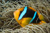 Bluestripe clownfish, Amphiprion chrysopterus, Fiji. Image #34865