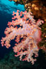 Closeup view of  colorful dendronephthya soft corals, reaching out into strong ocean currents to capture passing planktonic food, Fiji. Vatu I Ra Passage, Bligh Waters, Viti Levu Island. Image #34881