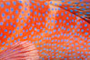 Coral Hind, Cephalopholis miniata, also known as Coral Trout and Coral Grouper, Fiji. Namena Marine Reserve, Namena Island. Image #34926