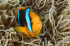 Bluestripe clownfish, Amphiprion chrysopterus, Fiji. Image #34992