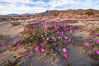 Sand verbena wildflowers on sand dunes, Anza-Borrego Desert State Park. Borrego Springs, California, USA. Image #35114