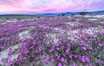 Sand verbena wildflowers on sand dunes, Anza-Borrego Desert State Park. Borrego Springs, California, USA. Image #35115