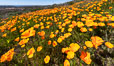 California Poppies, Rancho La Costa, Carlsbad. USA. Image #35128