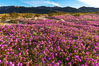 Sand verbena wildflowers on sand dunes, Anza-Borrego Desert State Park. Borrego Springs, California, USA. Image #35166