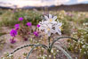 Desert Lily Hersperocallis undulata, Anza Borrego Desert State Park. Anza-Borrego Desert State Park, Borrego Springs, California, USA. Image #35170