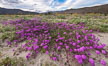 Sand verbena wildflowers on sand dunes, Anza-Borrego Desert State Park. Borrego Springs, California, USA. Image #35171