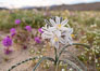 Desert Lily Hersperocallis undulata, Anza Borrego Desert State Park. Anza-Borrego Desert State Park, Borrego Springs, California, USA. Image #35178