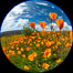 California Poppies, Rancho La Costa, Carlsbad. USA. Image #35187