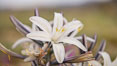 Desert Lily Hersperocallis undulata, Anza Borrego Desert State Park. Anza-Borrego Desert State Park, Borrego Springs, California, USA. Image #35194