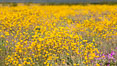 Desert Sunflower Blooming Across Anza Borrego Desert State Park. Anza-Borrego Desert State Park, Borrego Springs, California, USA. Image #35195