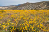 Desert Sunflower Blooming Across Anza Borrego Desert State Park. Anza-Borrego Desert State Park, Borrego Springs, California, USA. Image #35196