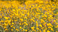 Desert Sunflower Blooming Across Anza Borrego Desert State Park. Anza-Borrego Desert State Park, Borrego Springs, California, USA. Image #35197