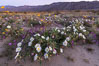 Dune primrose (white) and sand verbena (purple) bloom in spring in Anza Borrego Desert State Park, mixing in a rich display of desert color. Anza-Borrego Desert State Park, Borrego Springs, California, USA. Image #35220