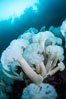 Giant Plumose Anemones cover underwater reef, Browning Pass, northern Vancouver Island, Canada. British Columbia. Image #35251