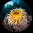 The Fish Eating Anemone Urticina piscivora, a large colorful anemone found on the rocky underwater reefs of Vancouver Island, British Columbia. Canada. Image #35255