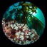 Metridium senile anemones cover the reef below a forest of bull kelp, Browning Pass, Vancouver Island. British Columbia, Canada. Image #35263
