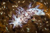 Red Nudibranch, Dendronotus rufus, Browning Pass, Vancouver Island. British Columbia, Canada. Image #35271