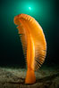 Fleshy Sea Pen, Ptilosarcus gurneyi, Vancouver Island. British Columbia, Canada. Image #35276