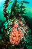 Pink Soft Coral, Gersemia Rubiformis, Browning Pass, Vancouver Island. British Columbia, Canada. Image #35278