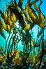 Bull kelp forest near Vancouver Island and Queen Charlotte Strait, Browning Pass, Canada. British Columbia. Image #35279