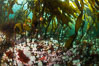 Metridium senile anemones cover the reef below a forest of bull kelp, Browning Pass, Vancouver Island. British Columbia, Canada. Image #35289