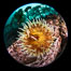 The Fish Eating Anemone Urticina piscivora, a large colorful anemone found on the rocky underwater reefs of Vancouver Island, British Columbia. Canada. Image #35296