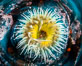 The Fish Eating Anemone Urticina piscivora, a large colorful anemone found on the rocky underwater reefs of Vancouver Island, British Columbia. Canada. Image #35321