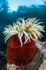 The Fish Eating Anemone Urticina piscivora, a large colorful anemone found on the rocky underwater reefs of Vancouver Island, British Columbia. Canada. Image #35322