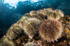 Sea urchins cling to a shallow reef in Browning Pass, Vancouver Island. British Columbia, Canada. Image #35323