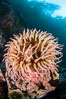 The Fish Eating Anemone Urticina piscivora, a large colorful anemone found on the rocky underwater reefs of Vancouver Island, British Columbia. Canada. Image #35325