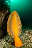Fleshy Sea Pen, Ptilosarcus gurneyi, Vancouver Island. British Columbia, Canada. Image #35334