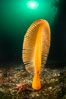 Fleshy Sea Pen, Ptilosarcus gurneyi, Vancouver Island. British Columbia, Canada. Image #35389