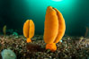 Fleshy Sea Pen, Ptilosarcus gurneyi, Vancouver Island. British Columbia, Canada. Image #35422