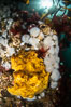 Yellow sulphur sponge and white metridium anemones, on a cold water reef teeming with invertebrate life. Browning Pass, Vancouver Island. British Columbia, Canada. Image #35497