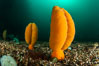 Fleshy Sea Pen, Ptilosarcus gurneyi, Vancouver Island. British Columbia, Canada. Image #35524