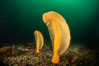 Fleshy Sea Pen, Ptilosarcus gurneyi, Vancouver Island. British Columbia, Canada. Image #35535