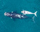 Aerial view of mother and white calf, Southern right whale, Argentina. Puerto Piramides, Chubut. Image #35912