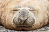 Southern elephant seal, Mirounga leonina, Valdes Peninsula, Argentina. Puerto Piramides, Chubut. Image #35946