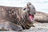 Southern elephant seal, adult male, Mirounga leonina, Valdes Peninsula, Argentina. Puerto Piramides, Chubut. Image #35948