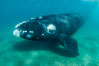 Inquisitive southern right whale underwater, Eubalaena australis, closely approaches cameraman, Argentina. Puerto Piramides, Chubut. Image #35954