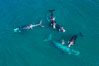 Five southern right whales in courtship group, aerial photo, Eubalaena australis, Argentina. Puerto Piramides, Chubut. Image #35969