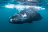 Inquisitive southern right whale underwater, Eubalaena australis, closely approaches cameraman, Argentina. Puerto Piramides, Chubut. Image #35970