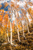 Aspen Trees and Sierra Nevada Fall Colors, Bishop Creek Canyon. Bishop Creek Canyon, Sierra Nevada Mountains, California, USA. Image #36447